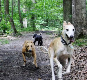 CARLA  - galga 4 ans - en fa - Les Toutous de Baeza Course4