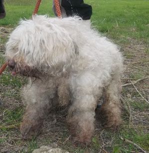 PONGO X CANICHE/YORK 14 ANS EUTHA 2/04 FOURRIERE IDF 3873