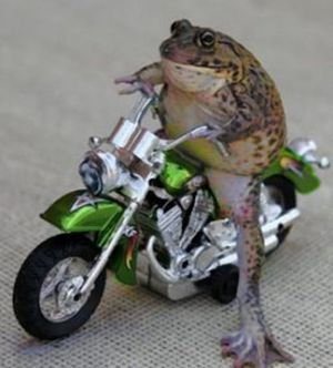 Bon anniversaire Kermitte MotoFrosch2