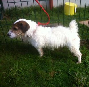 SPOT - jack russel  4 ans  - Spa de Douai (59) Neron