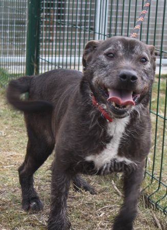 Urgent - ROCKY - x berger 11 ans (5 ans de refuge) eSAPAD de Douai (59) Rocky-001395