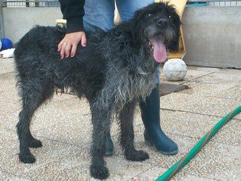 ATHOS - x korthal 7 ans (1 an de refuge)- ARPA àRis Orangis (91) Athos_F1