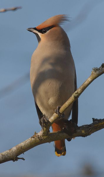 l'oiseau de Martin du 27 Juillet trouvé par Blucat St-Cyr-sur-Loire-4