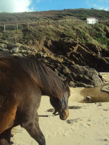 Flandie de Kerhuel trotteuse de 1992 Fla