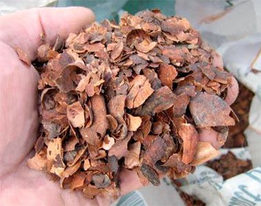 TOXICITE : le paillage de cacao !!! mortel !!! Theobro_1