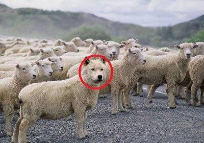 Y'a un loup dans la bergerie ! (Photo ) Wolf-sheep