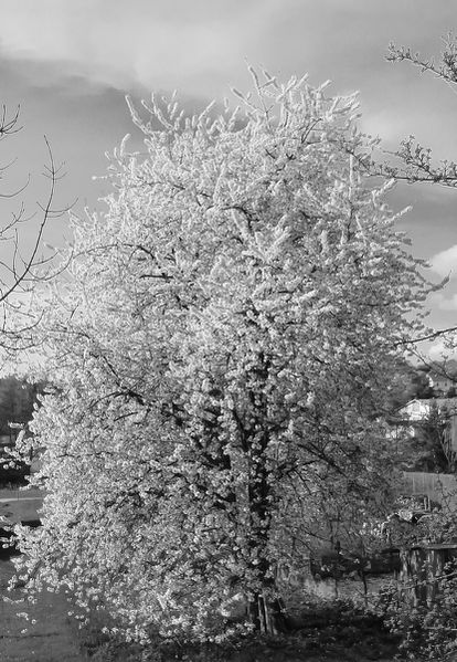 Cerisier en fleur DSC06939p