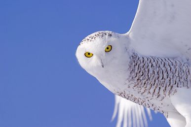 Kitsumi et son caractère d'ange...enfin...pas vraiment...! 13591i