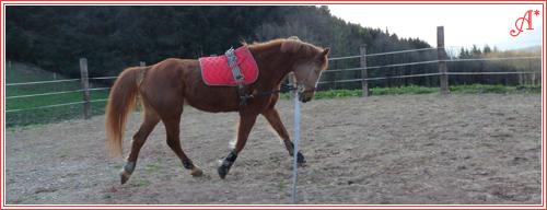 LONGER son cheval - pourquoi et comment ! - Page 11 P1040345