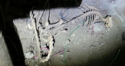 Un étrange squelette découvert dans une cave Squelette