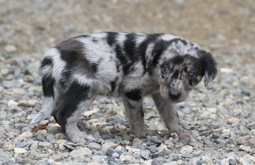 berger Auvergnat Chiots-automne-2014-3711