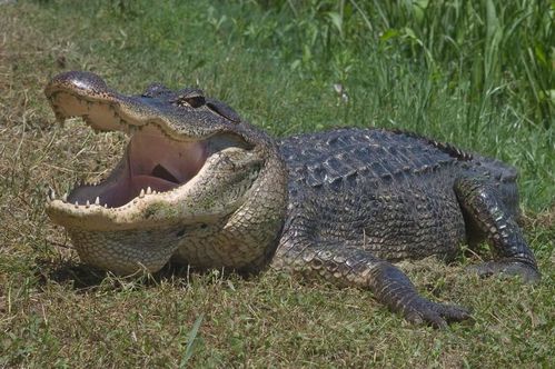 Une 25 GTX en schiste avec la clim en Espagne  Alligator