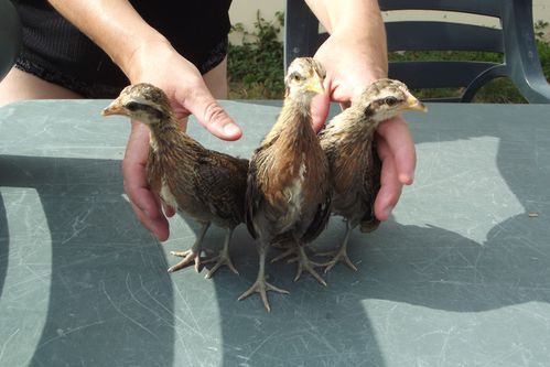 poule - Coco et Twiny (mon premier coq et ma deuxième poule hollandskriel) Mes3poussins