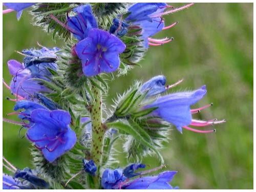 Vipérine commune ( Echium vulgare ) Vip--rine-2