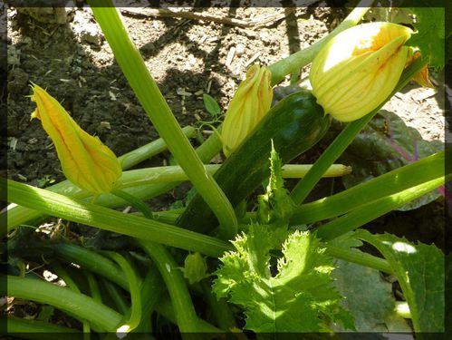 Beignets de fleurs d'acacia P0311bis-courgette-fleur-male-et-femelle-cadre