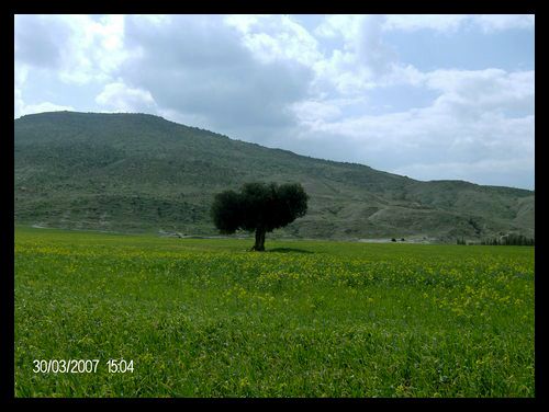 فرندة Frenda-tiaret