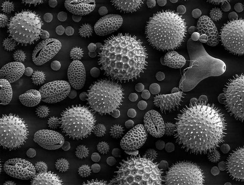 MEB - Microscopie électronique à balayage (SEM) 788px-Misc_pollen
