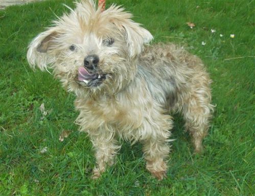 PONGO X CANICHE/YORK 14 ANS EUTHA 2/04 FOURRIERE IDF 18675