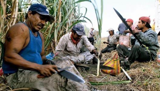 Mystérieuse épidémie au Nicaragua Canne