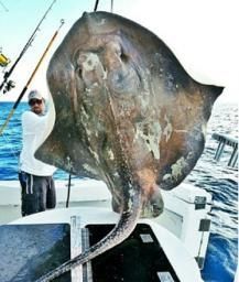 Un Américain pêche une mystérieuse raie géante au large des côtes de la Floride Stingray2
