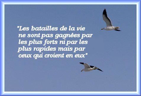 citation - Citation et photo de nature + autres X-batailles