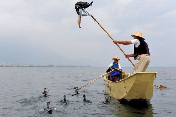 cormorans Peche-au-Cormoran