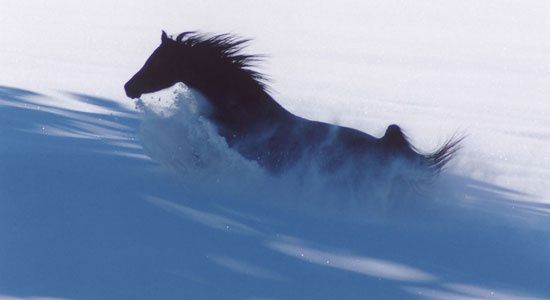 les chevaux.. - Page 3 Cheval-dans-la-neige