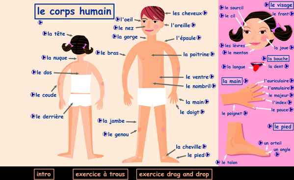 تعلم اللغة الفرنسية باتقان من عدة برامج و بمختلف الطرق Corps-humain