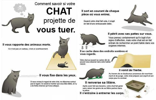 [Guerre de clan] Neko vs C.C.C. - Page 2 Chat-tueur-killer-cat