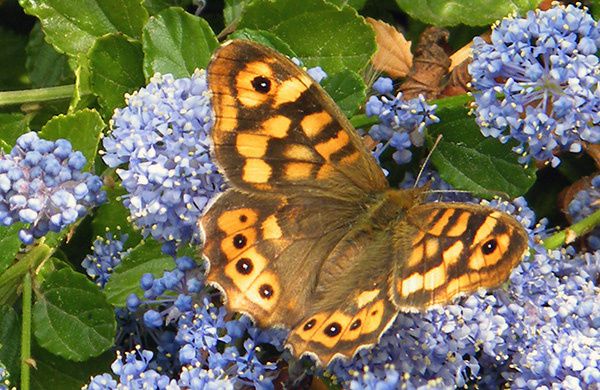  Corinne.R et sa caméra Véga du 77 Tircis-pararge-aegeria-aegeria-sur-ceanothus-11.04