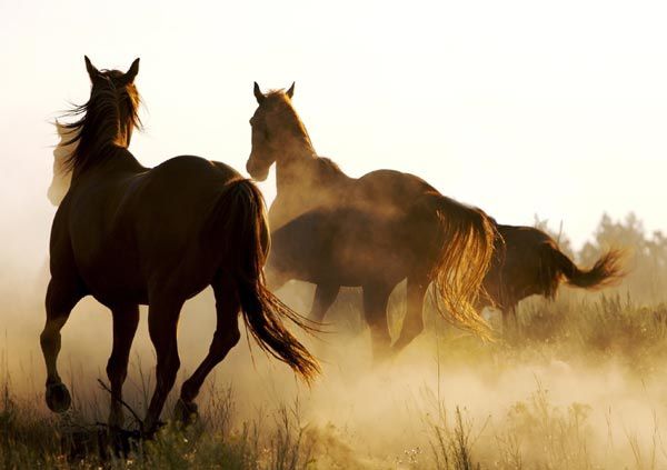 Atelier Bande Annonce Chevaux_galop