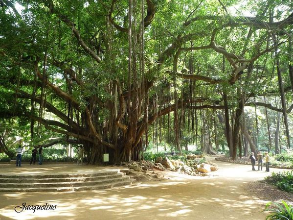 صور جميلة من حديقة التجارب بالجزائر Jardin4