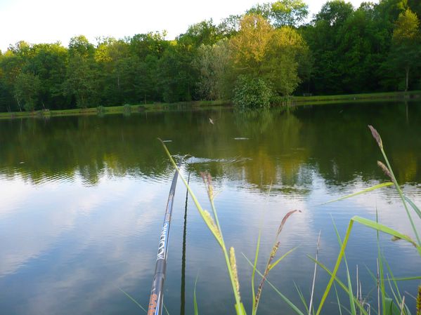 Quelques nouvelles carpes de chez moi !!!!! P1050450