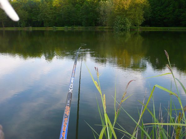 Quelques nouvelles carpes de chez moi !!!!! P1050451