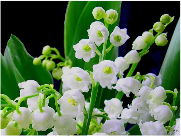 حديقة المنتدى - صفحة 4 MUGUET-de-pr-s-Image-en-cours-44