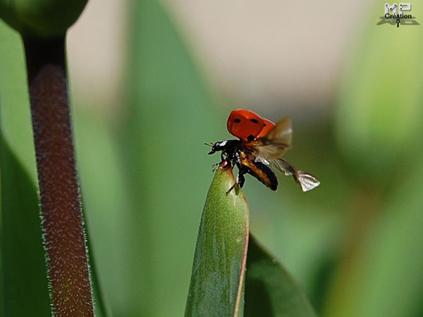 Les images, montages et photos d'mpcréation  Envol-coccinelle-600x450