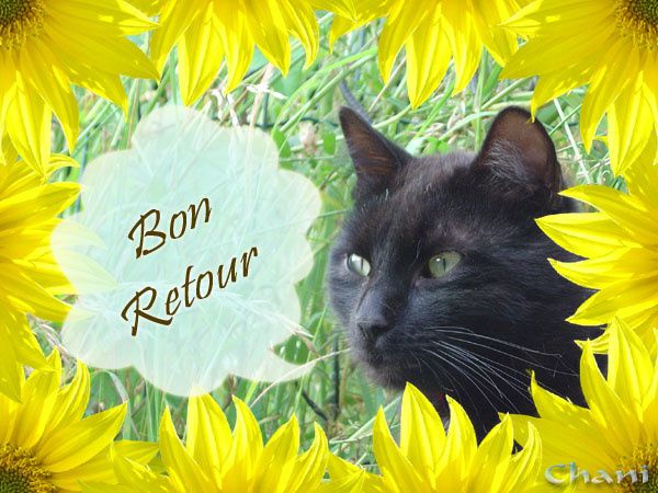 Miss arrive... Carte-bon-retour-chat-noir