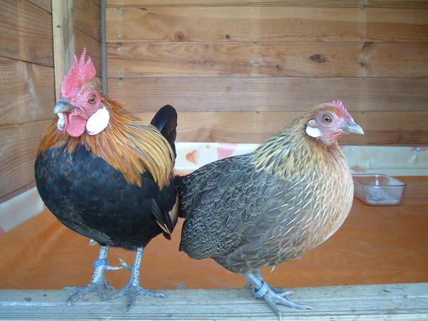 poule - Coco et Twiny (mon premier coq et ma deuxième poule hollandskriel) DSCF3952