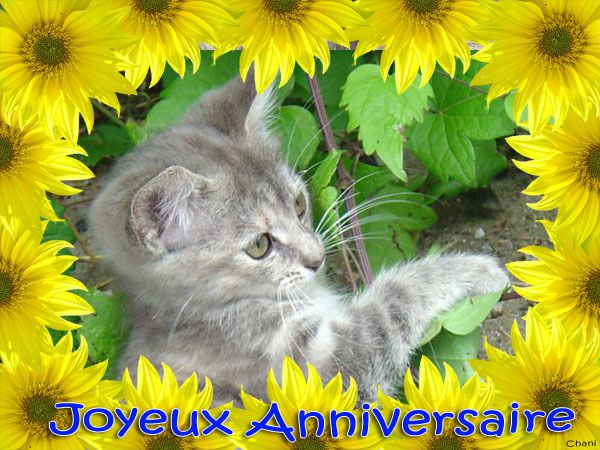 Bon anniversaire à Cassou65 Anniversaire-chat-encadrement-tournesols-carte-600-04