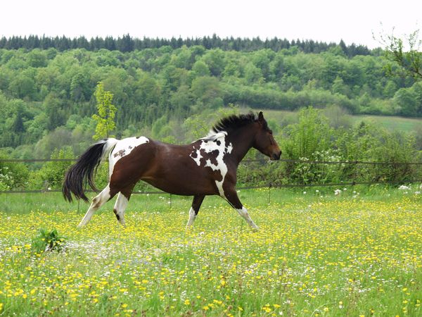 CONCOURS PHOTOS : Chevaux au naturel... P5090942