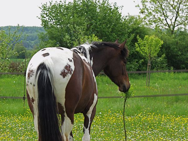 CONCOURS PHOTOS : Chevaux au naturel... P5090948-copie-1