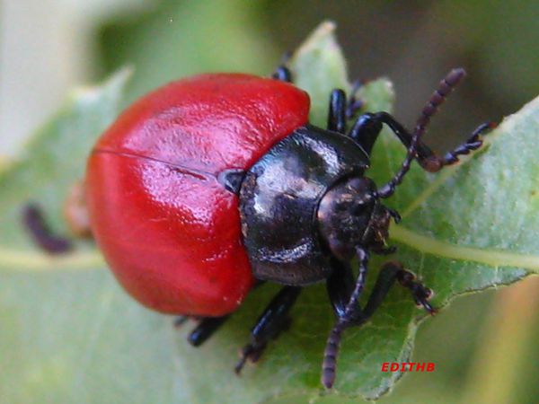 Les énigmes de Martin du 24 Mars trouvées par Blucat et Ajonc - Page 4 INSECTE-ROUGE2