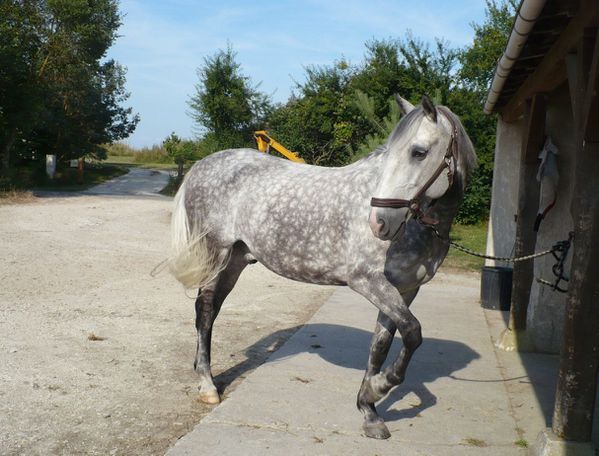 Fiches de chevaux P1060834