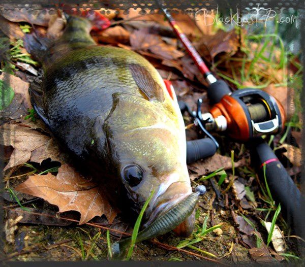 blackbass17.com - Page 2 Photos-029