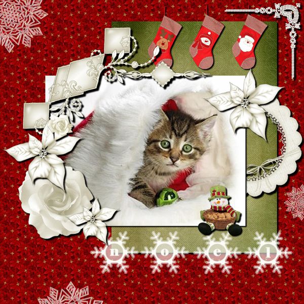 la digi de noel est plutot feline : 2 participations Petit-chat-de-noel