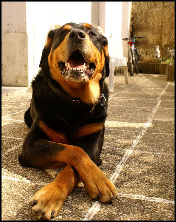 Foto qenushesh - Faqe 14 Rottweiler-photo-chien-prot--8-