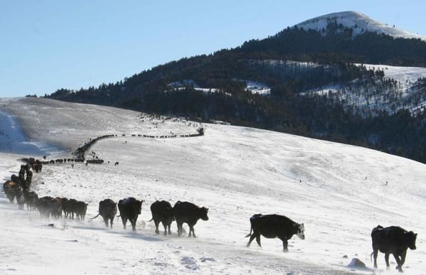 Working dog 07dernier-grand-cattle-de-l--a