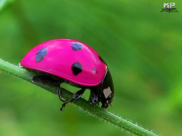 Les images, montages et photos d'mpcréation  Coccinelle-fun