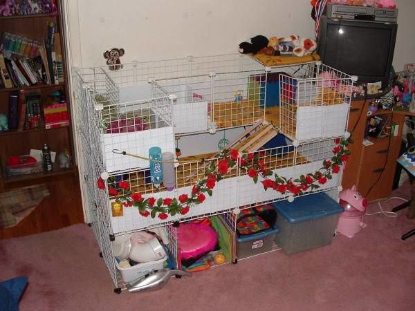 Question cage Cavy-cage-3