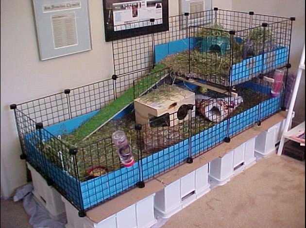 Question cage Cavy-cage-7